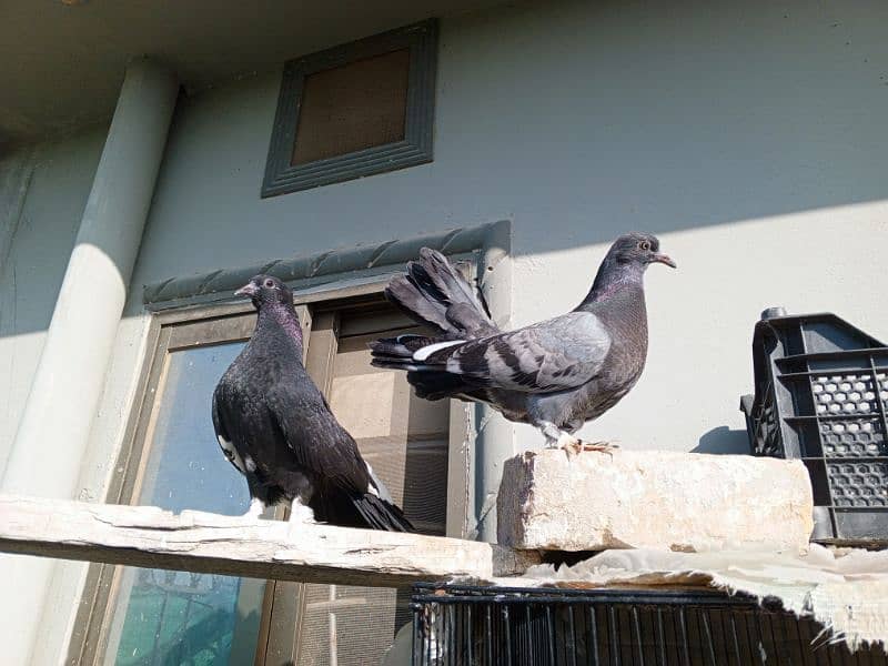 lacka pigeon phatha for sale 3