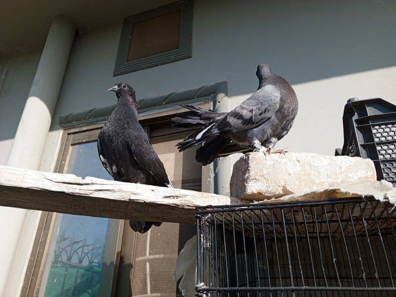 lacka pigeon phatha for sale 4