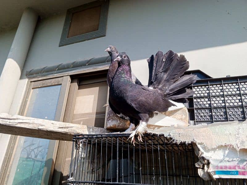 lacka pigeon phatha for sale 2