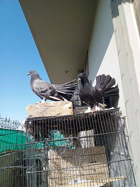 lacka pigeon phatha for sale 3