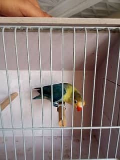 healthy active birds available for rehoming all kinds of birds