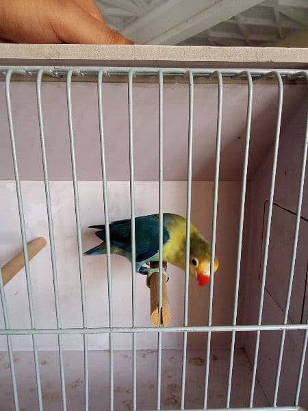 healthy active birds available for rehoming all kinds of birds 0