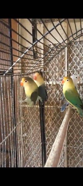 healthy active birds available for rehoming all kinds of birds 1