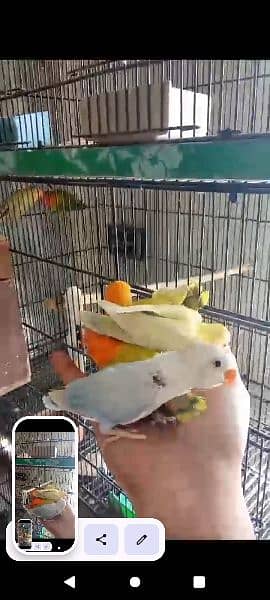healthy active birds available for rehoming all kinds of birds 3