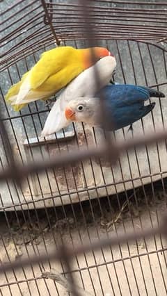Love bird pathay for sale possible split ino and common lutino male