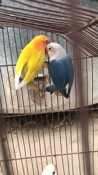 Love bird pathay for sale possible split ino and common lutino male 1