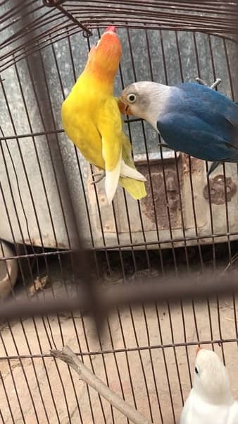 Love bird pathay for sale possible split ino and common lutino male 2