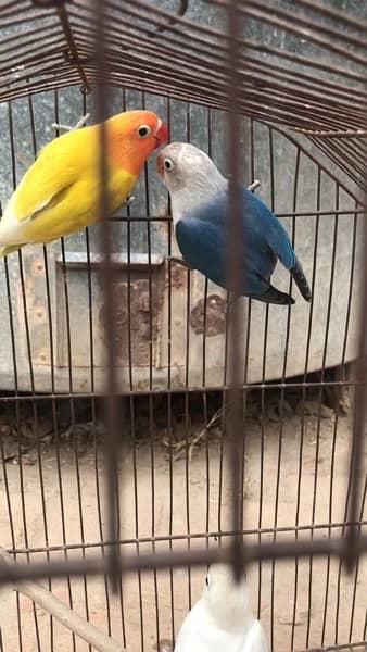 Love bird pathay for sale possible split ino and common lutino male 3