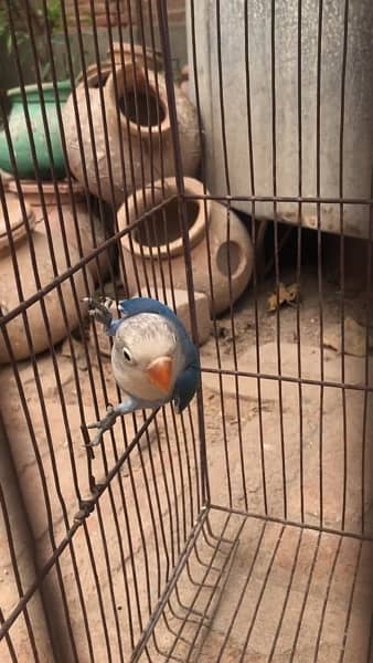 Love bird pathay for sale possible split ino and common lutino male 4