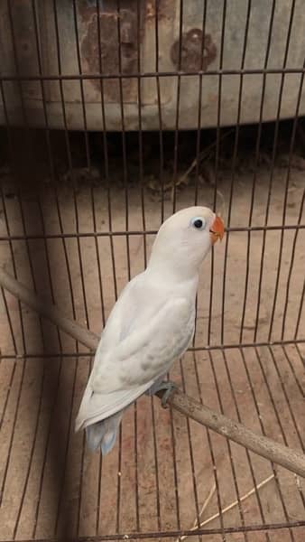Love bird pathay for sale possible split ino and common lutino male 5