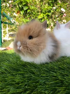 Fancy Rabbit Bunnies for sale