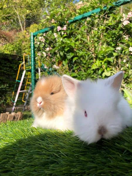 Fancy Rabbit Bunnies for sale 1