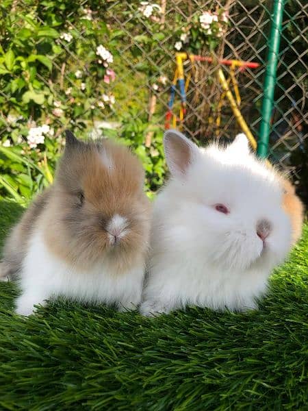 Fancy Rabbit Bunnies for sale 2