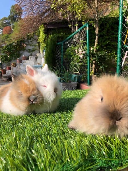 Fancy Rabbit Bunnies for sale 3