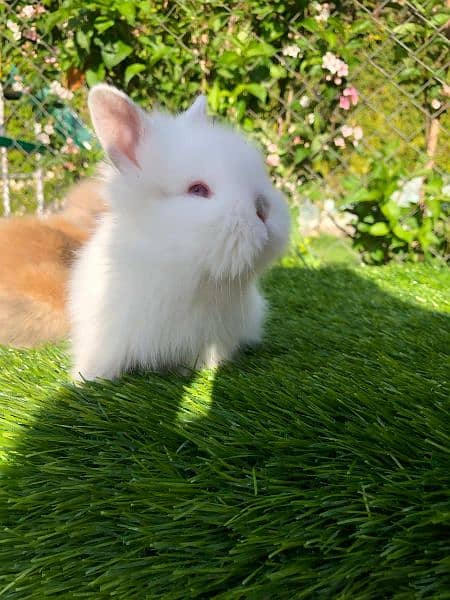 Fancy Rabbit Bunnies for sale 4