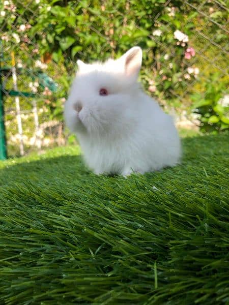 Fancy Rabbit Bunnies for sale 7