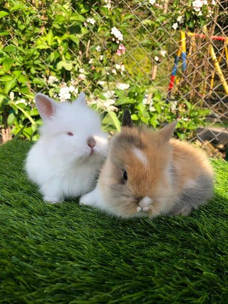 Fancy Rabbit Bunnies for sale 8