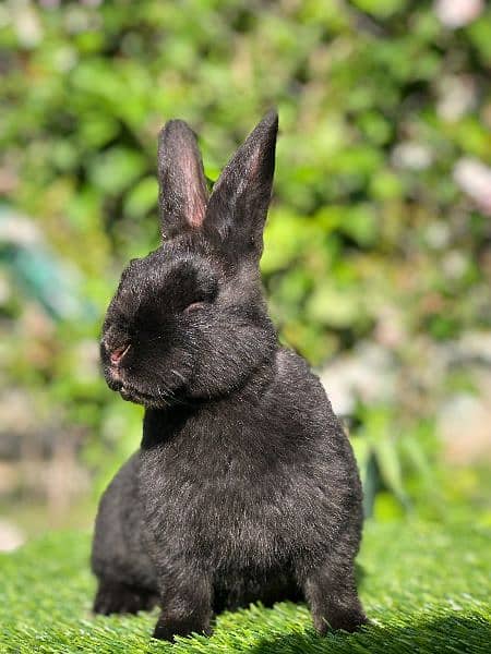 Fancy Rabbit Bunnies for sale 9