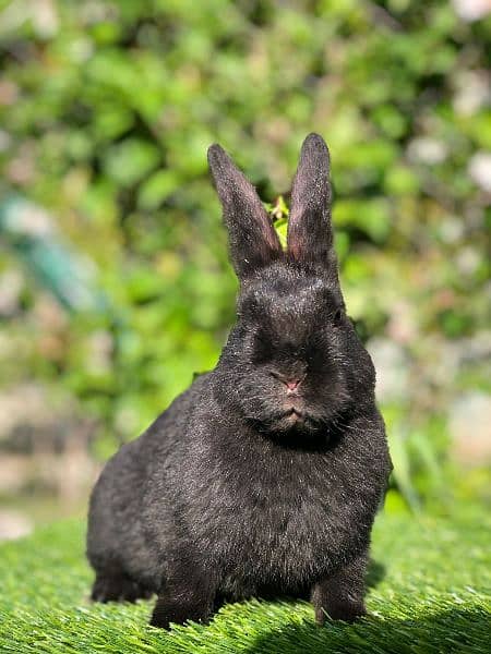 Fancy Rabbit Bunnies for sale 10