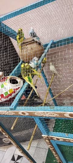 4/3 cage 5 feet Haight with parrot for sale