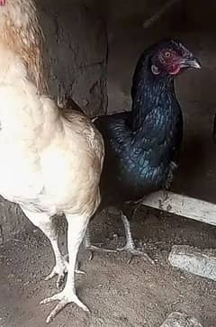 Aseel With Desi Mixed Breed Hen's