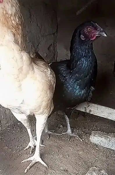 Aseel With Desi Mixed Breed Hen's 0