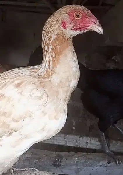 Aseel With Desi Mixed Breed Hen's 5