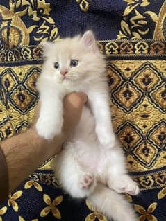 persian male kitten 0
