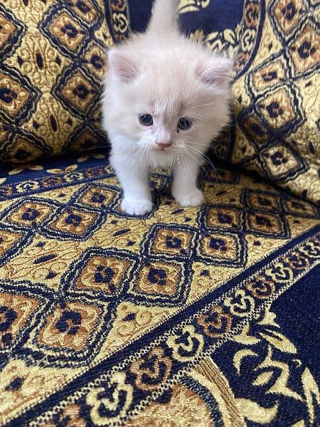 persian male kitten 2