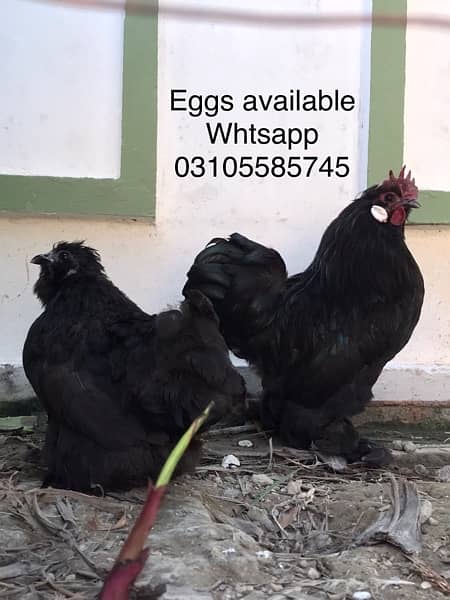 polish chicks & fertile eggs 2
