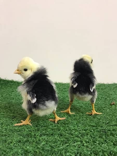 polish chicks & fertile eggs 4