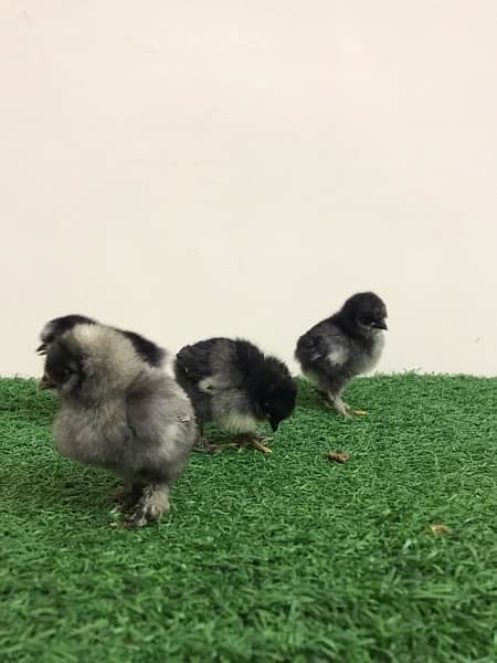 polish chicks & fertile eggs 6