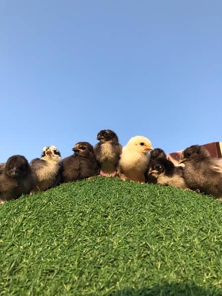 polish chicks & fertile eggs 8