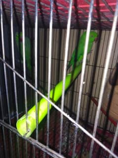 breeding pair for sale with cage