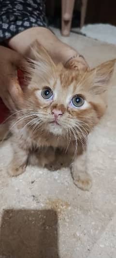 Persian male kittens 0