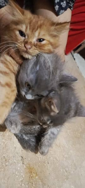 Persian male kittens 1