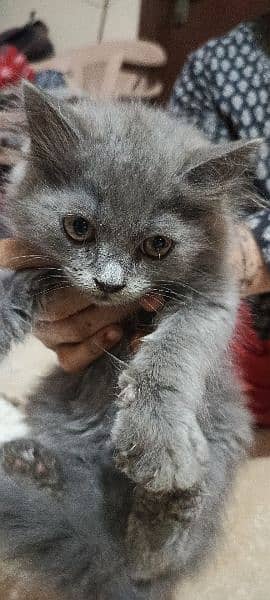Persian male kittens 2