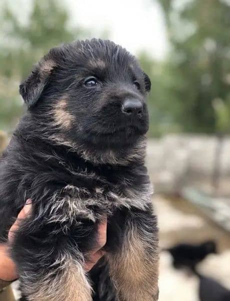 Germanshepherd /Puppies/ Babies Available 03275590740 1