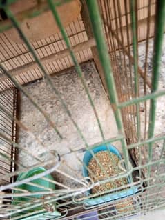 cage and parrots for sale