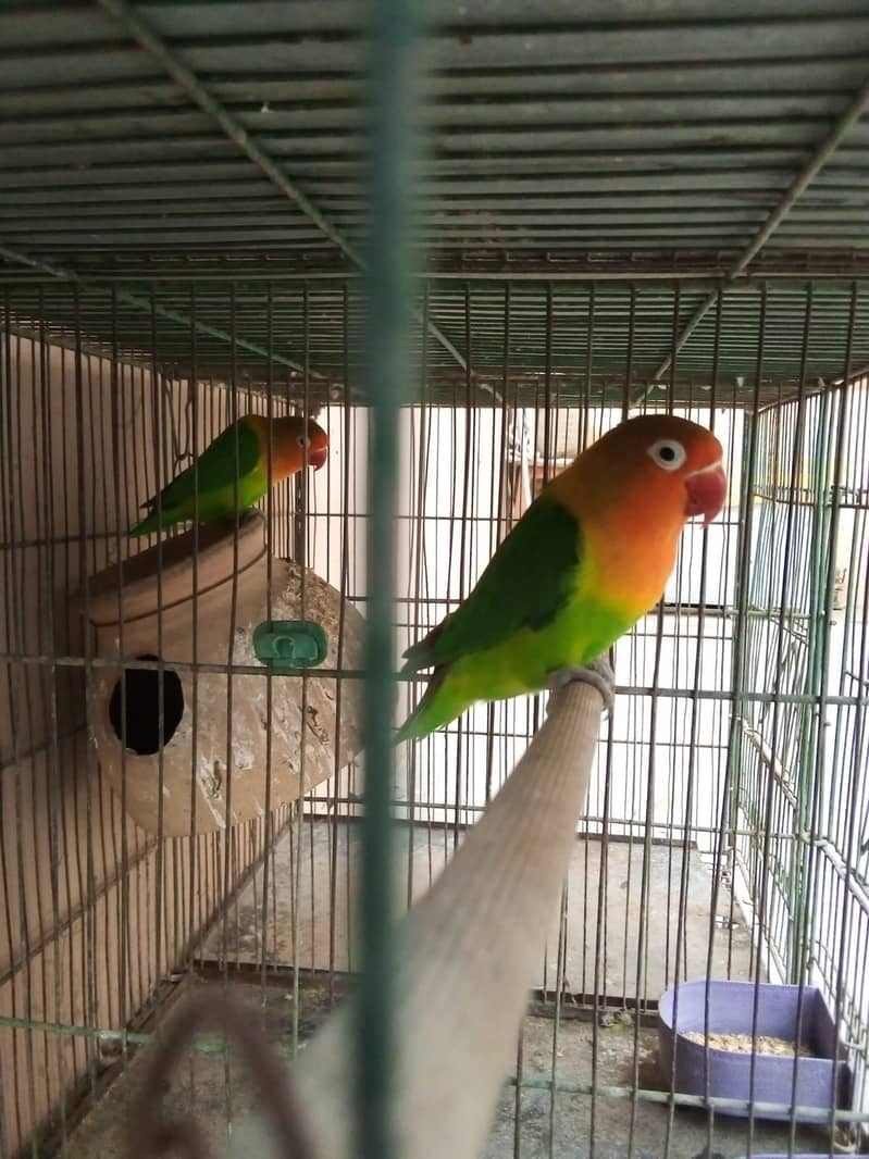 cage and parrots for sale 8