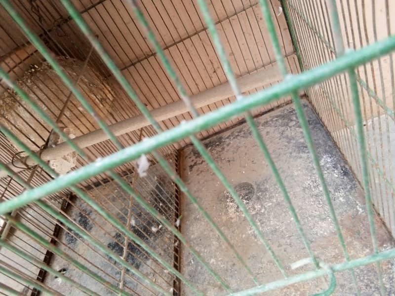 cage and parrots for sale 10