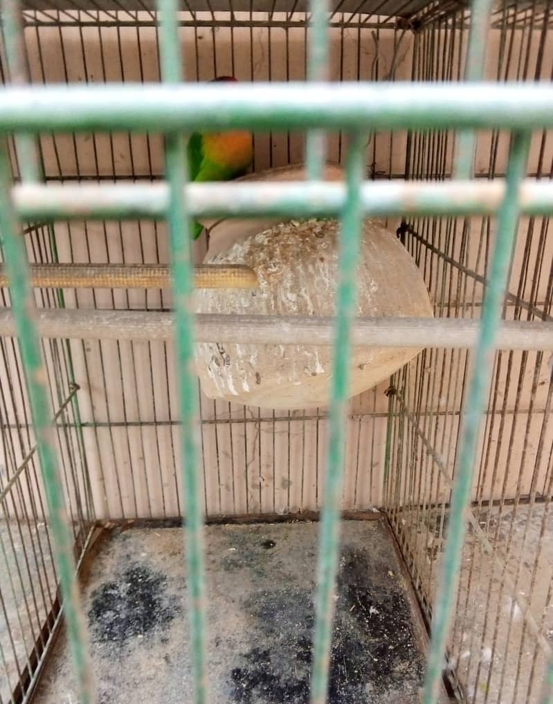cage and parrots for sale 11