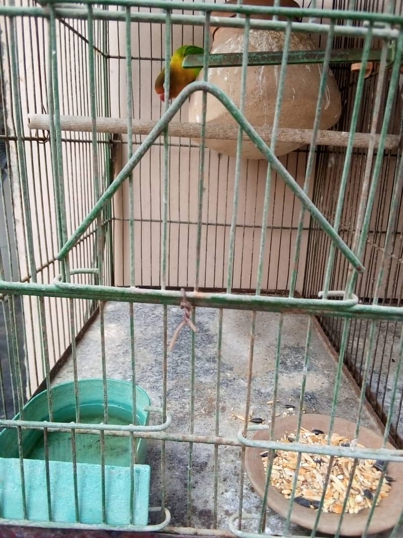 cage and parrots for sale 12