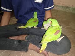 Beautiful Row Parrots Chick's & Breeder available Pahari Tota Kashmiri 0