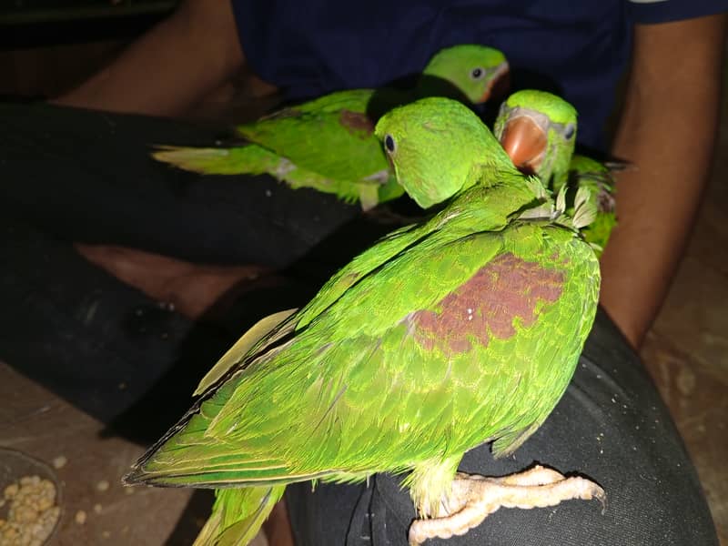 Beautiful Row Parrots Chick's & Breeder available Pahari Tota Kashmiri 1