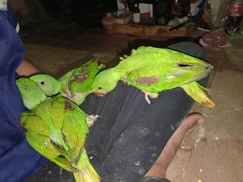 Beautiful Row Parrots Chick's & Breeder available Pahari Tota Kashmiri 2