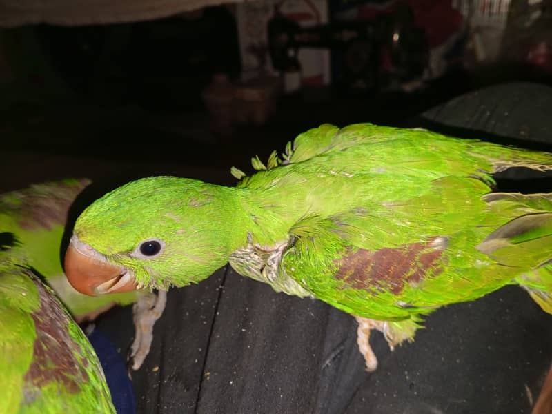 Beautiful Row Parrots Chick's & Breeder available Pahari Tota Kashmiri 3