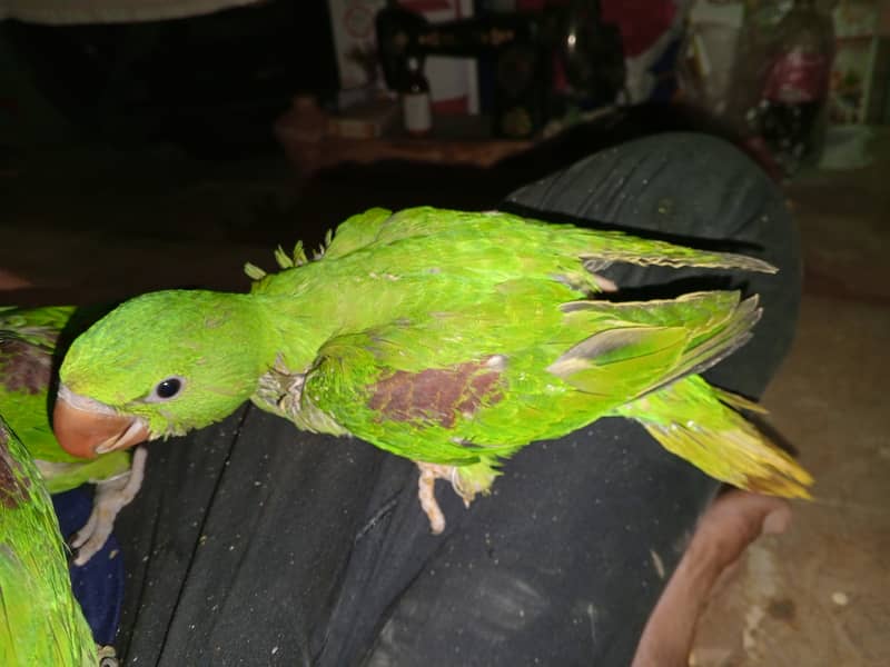 Beautiful Row Parrots Chick's & Breeder available Pahari Tota Kashmiri 4