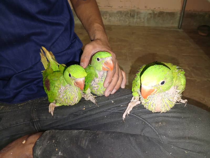 Beautiful Row Parrots Chick's & Breeder available Pahari Tota Kashmiri 5