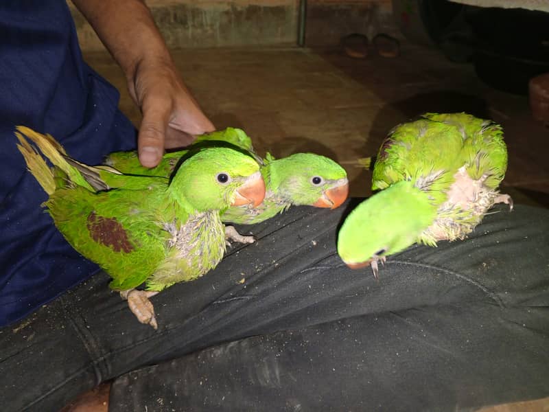 Beautiful Row Parrots Chick's & Breeder available Pahari Tota Kashmiri 6